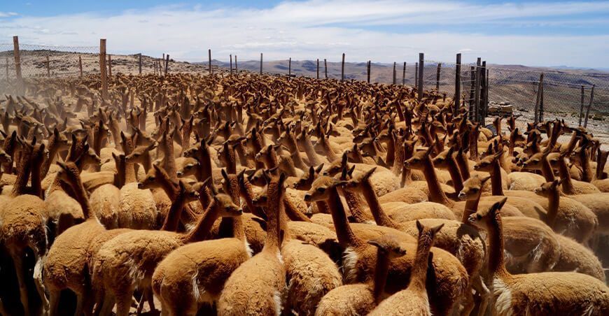 Vicuñas