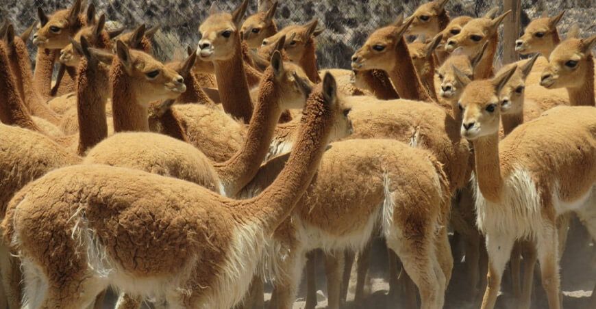 Chaccu de vicuñas Perú
