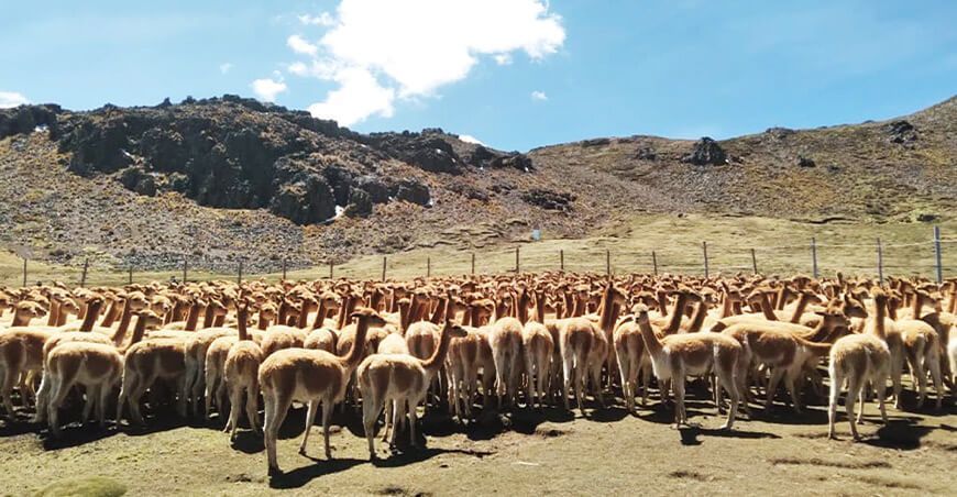 vicuñas camélidos sudamericanos Perú