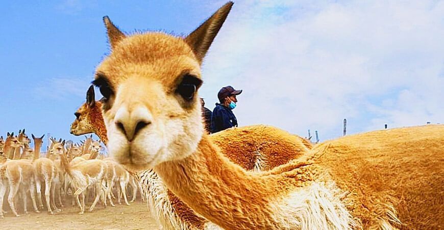 Vicuñas camélidos sudamericanos