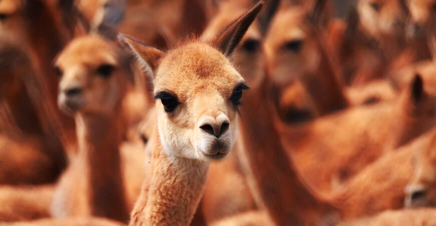 Vicuñas camélidos sudamericanos Perú