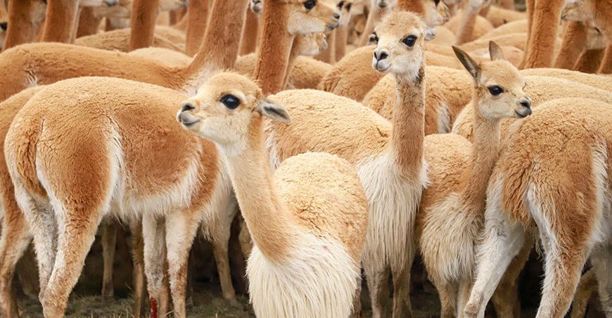 vicuñas camélidos sudamericanos Perú