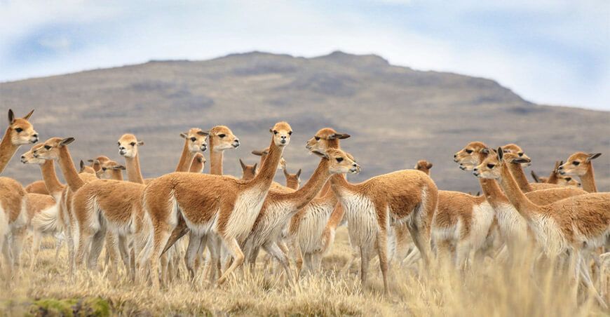 Vicuñas Perú