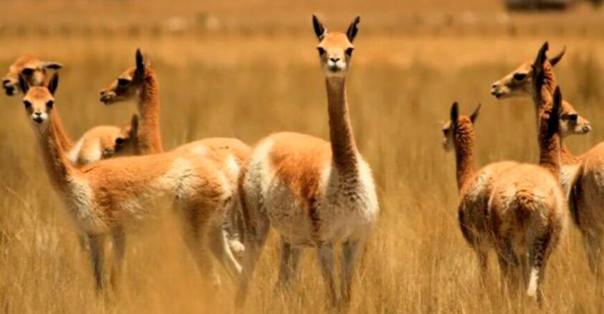 vicuñas camélidos sudamericanos Perú