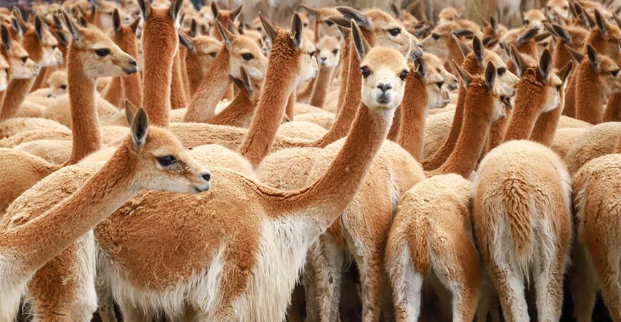 vicuñas camélidos sudamericanos