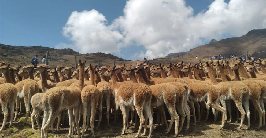Vicuñas camélidos sudamericanos Perú