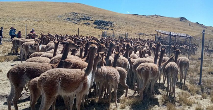 productos elaborados en base a la fibra de vicuña