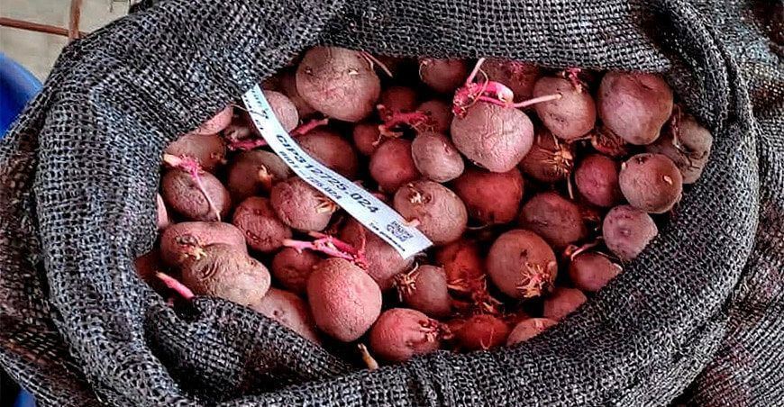 Lima: instalan semilleros de papa “Bicentenaria” en Viñac