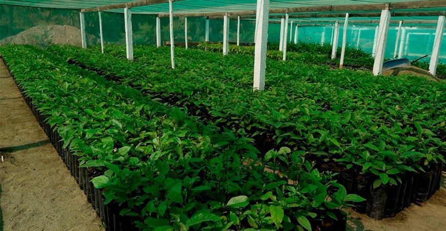 La Libertad: instalarán vivero frutícola y forestal en Otuzco