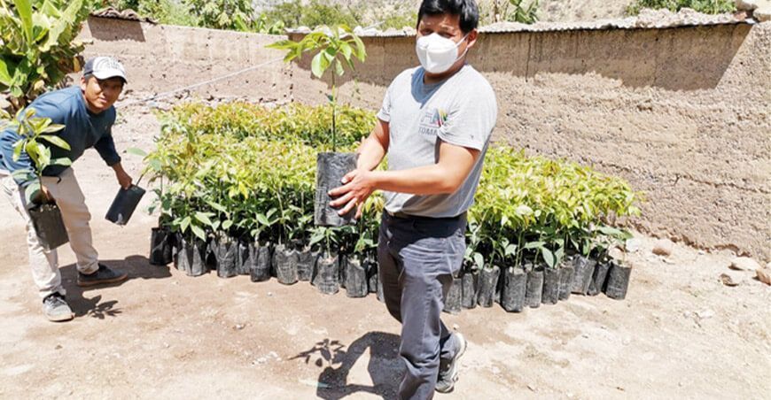 Instalarán vivero para mejorar producción de palta en Huancavelica