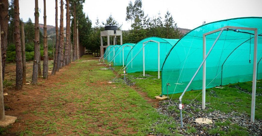 Producirán 250 mil plantones de especies nativas y exóticas en Cajamarca