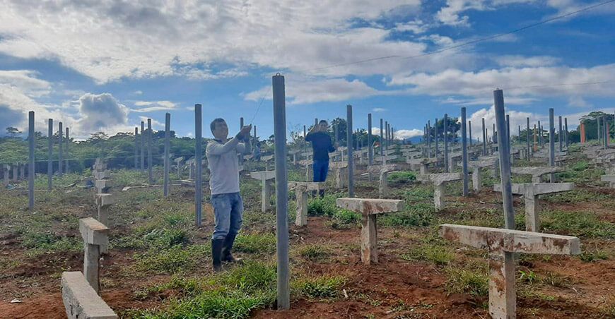 Continúan los trabajos para la culminación del vivero de té verde