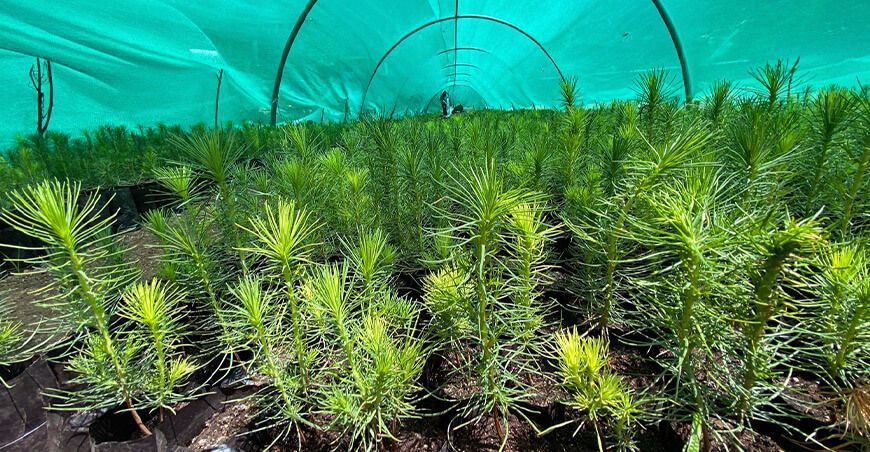 viveros forestales producción de pinos Perú
