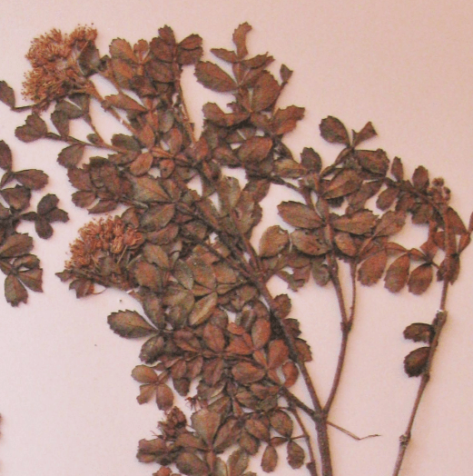 Weinmannia machupicchuensis