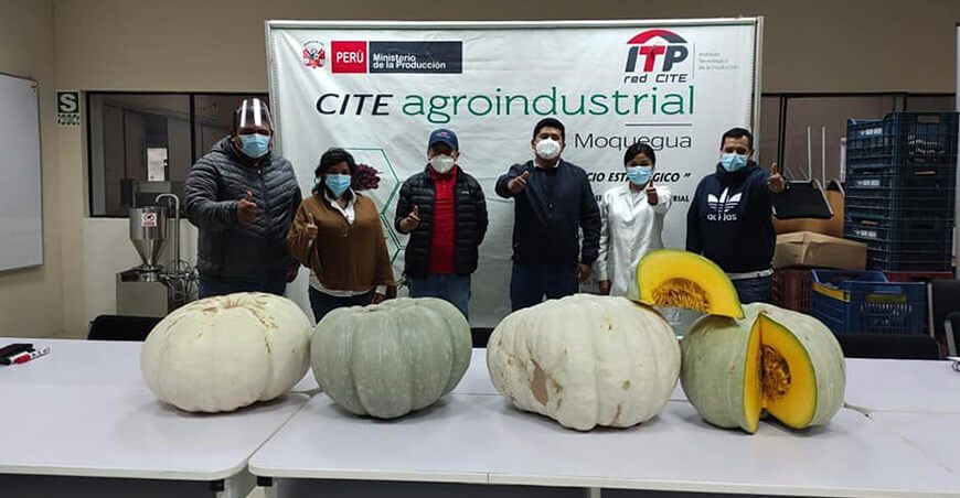 Productores de Locumba exportarán más de 40 toneladas de zapallo a Chile