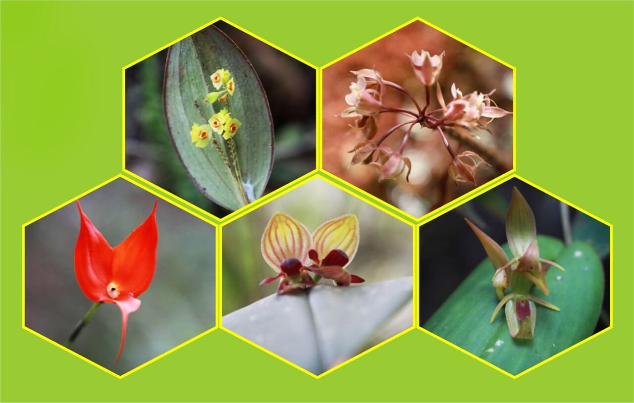 orquídeas en zona de agrobiodiversidad de Pariahuanca