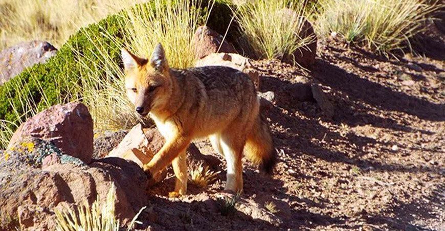 zorro fauna silvestre Perú