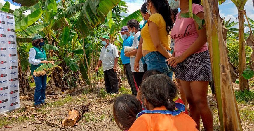 Ucayali: intensifican acciones para la prevención del Fusarium R4T