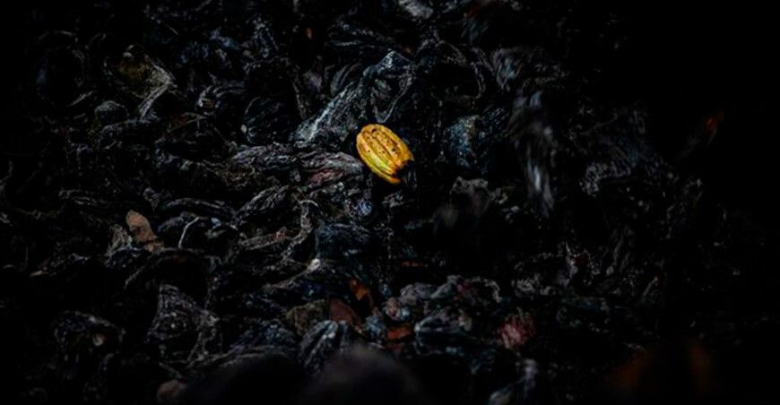Compost para cultivo de cacao 