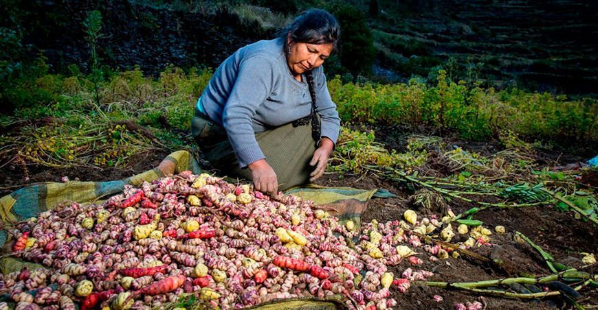 Productores orgánicos o ecológicos