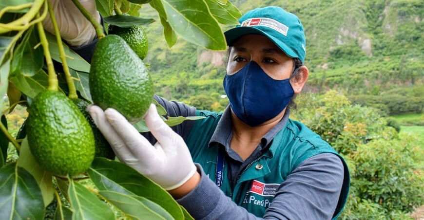 Exportaciones de palta Hass Senasa Perú