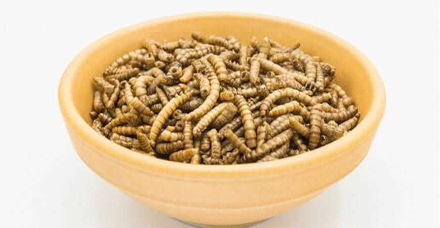 insectos comestibles FAO ONU