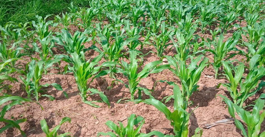 cultivo de maíz Perú