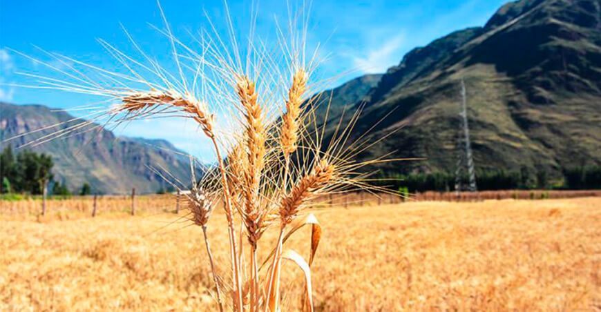 cultivo de trigo Perú