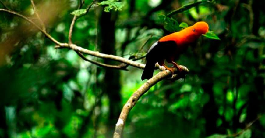 fauna silvestre